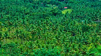 Tropical forest showing dense greenery
