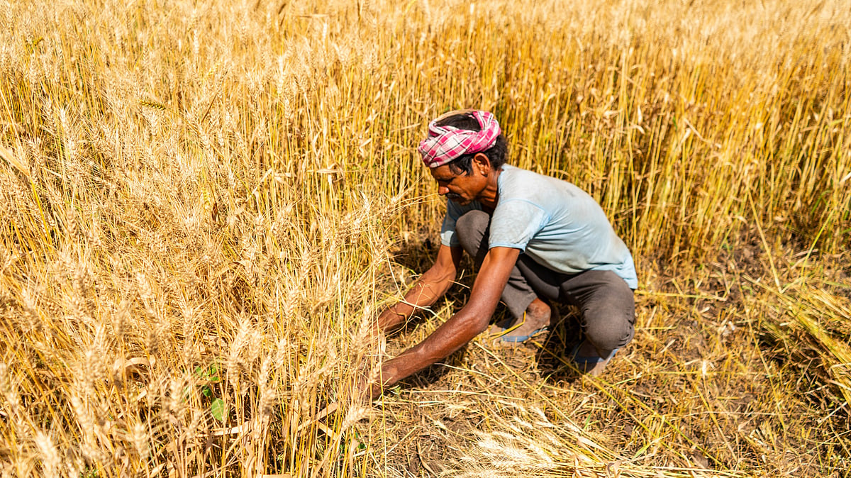 India Resumes Wheat Exports After 4 Years—Here’s Why