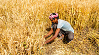 Indian farmer harvesting wheat crops in agriculture field, India