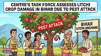 Task Force To Assess Litchi Crop Damage In Bihar Due To Pest Attack: Centre Image Generated Using Gemini AI : Task Force To Assess Litchi Crop Damage In Bihar Due To Pest Attack: Centre