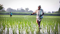 Fertiliser Subsidy Bill for FY27 May Rise by ₹70,000 Crore on West Asia Crisis: Official Fertiliser Subsidy Bill for FY27 May Rise by ₹70,000 Crore on West Asia Crisis: Official