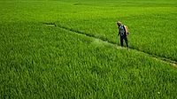 How Nano Fertilisers Can Optimise India’s Fertiliser Subsidy Burden