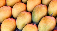 Why Your Alphonso Mangoes Are Becoming Scarce This Summer Alphonso mangoes displayed at a fruit market amid supply concerns in Maharashtra