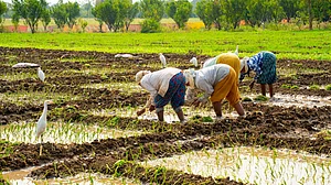 Monsoon Forecast Cut Drags Fertiliser, Seed And Tractor Stocks