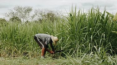 Govt Withdraws Draft Sugarcane Control Order Amid Opposition From Khandsari Units, Farmers