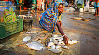 HP Govt Slashes Royalty on Reservoir Fish Catch to 1% to Boost Income of 6,500 Fisherfolk Food and Agriculture Organisation of United Nations : HP Govt Slashes Royalty on Fish Catch
