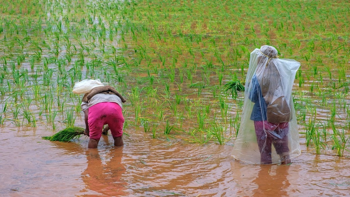 Healthy Reservoir May Offset El Nino Impact on Sowing of Kharif Crops, But Yields Likely to Drop: Report