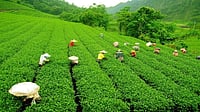 Bengal Moves to Implement Central Scheme for Tea Workers' Welfare After Two-Year Delay