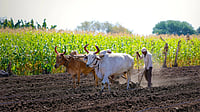 Maharashtra Govt Tables ₹97,706 Cr Supplementary Demands; ₹20,552 Cr for Farm Loan Waiver Maharashtra Govt Tables ₹97,706 Cr Supplementary Demands; ₹20,552 Cr for Farm Loan Waiver