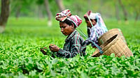 Assam Small Tea Growers to Get Govt Benefits With Farmer IDs