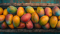 Indian Mango Mania Hits America, June Exports Top Last Year