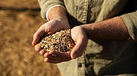 Seed Firms Hold 20-30% Surplus Stock for Kharif; Last-Mile Delivery Key Concern: FSII freepik