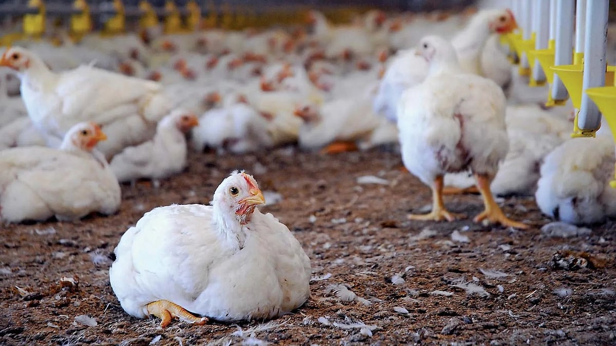 ICRA Sees Poultry Earnings Improving As Broiler Prices Recover In FY27 - null