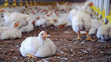 ICRA Sees Poultry Earnings Improving As Broiler Prices Recover In FY27