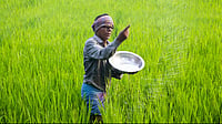 Cabinet May Back New Urea Investment Policy to Reduce Import Bill Cabinet May Back New Urea Investment Policy to Reduce Import Bill