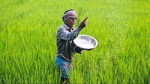 Cabinet Approves National Urea Investment Policy; Eyes 10 Million-Tonne Capacity Boost