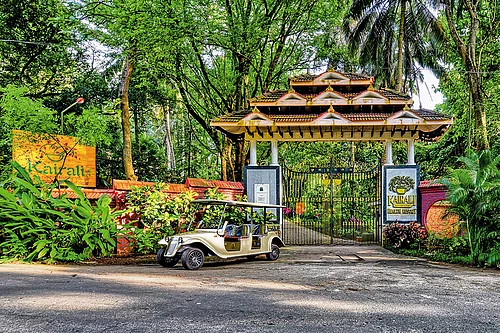 How a Century-Old Ayurvedic Practice Became a Modern Wellness Company