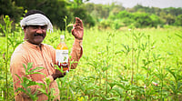 From Soil Crisis To Sustainable Growth: JagPaavani By Sri Sri Naisargik, Fuels Nature-Led Farming For Tomorrow's Harvests From Chemical Inputs to Natural Growth: JagPaavani Empowers Farmers, Revives Soil, and Nurtures Tomorrow’s Harvests