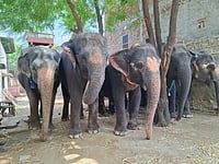 Humane Treatment For All Animals Is The Call Of The Hour, Says World Animal Protection Elephants in Haathi Gaon in Jaipur in Rajasthan Photograph Credit : Shubhobroto Ghosh