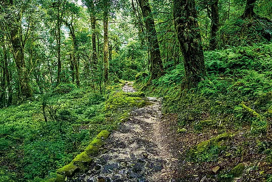 Money Plant: The Business of Tree Plantation