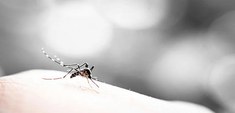 Climate-Induced Dengue - null