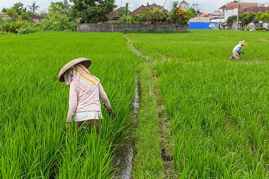 Cabinet Approves Continuation Of PM-AASHA To Provide Better Prices To Farmers