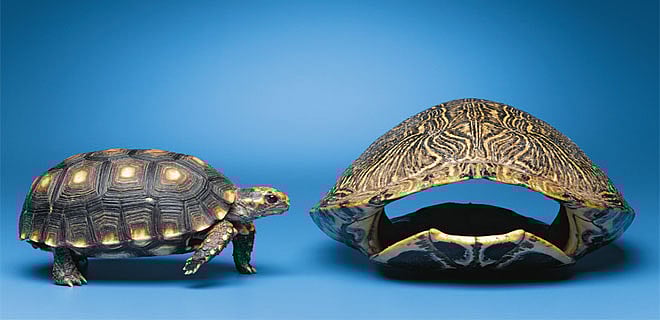 Increasing the taxpayer base