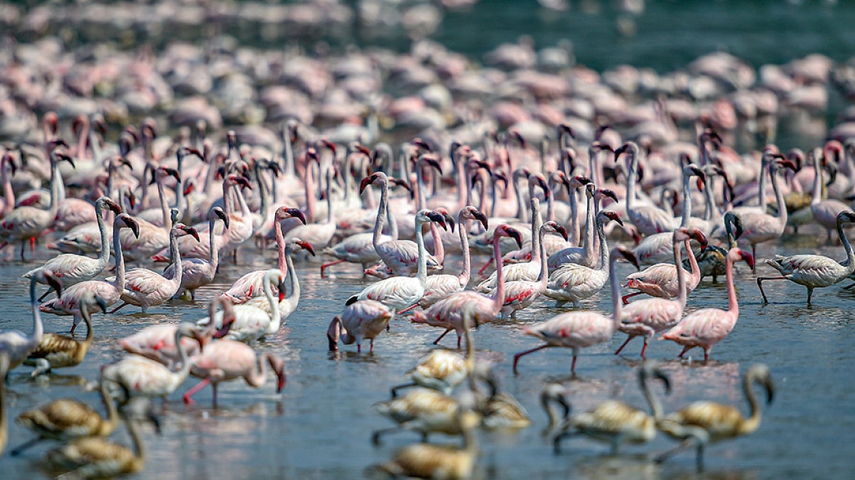 Several Extinct And Vulnerable Species Show Up In a Bird Survey in Tamil Nadu