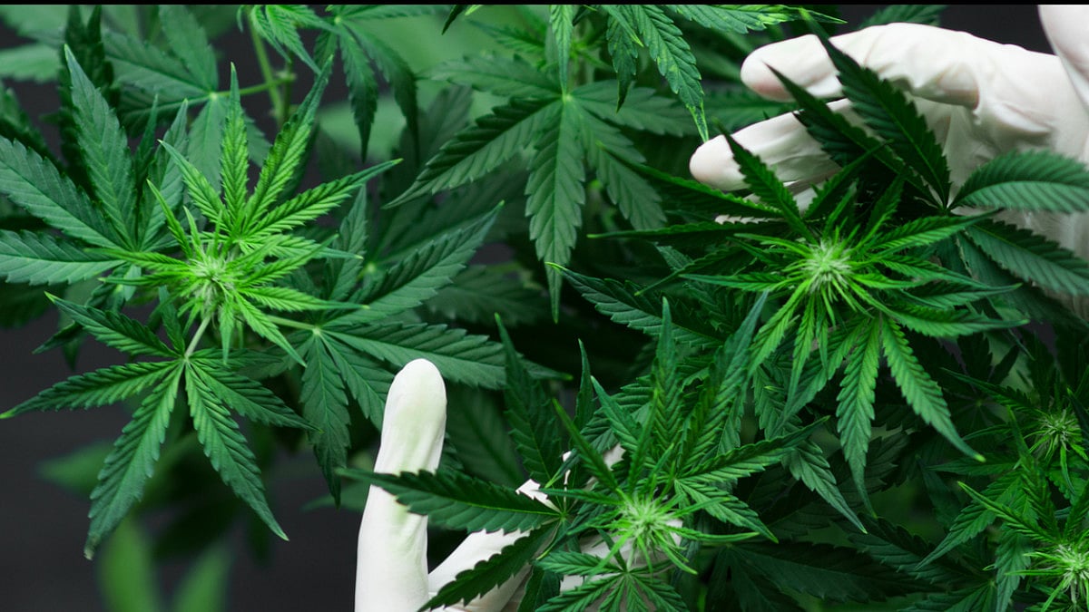 Himachal Pradesh Government To Form Panel To Explore Possibility Of Legalising Hemp Cultivation