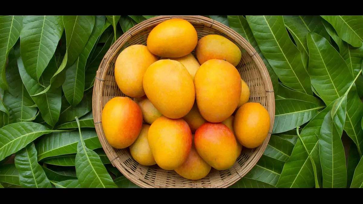 Untimely Rains And Hails Damage About 20% Of Mango Crop: ICAR