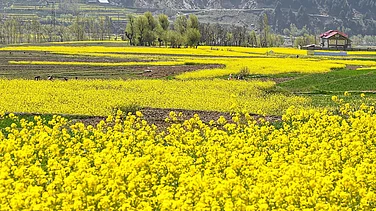 Procurement of Mustard and Gram at MSP to Begin On April 1 in Rajasthan