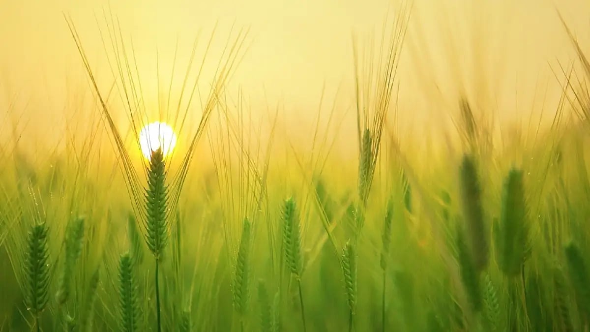 Need To Raise Maize Yields To Meet Demand For Ethanol Production: NITI Aayog Member