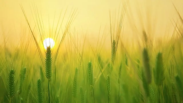 India's Farm Exports May Withstand US Tariffs as Competitors Face Steeper Duties, Says Economist 