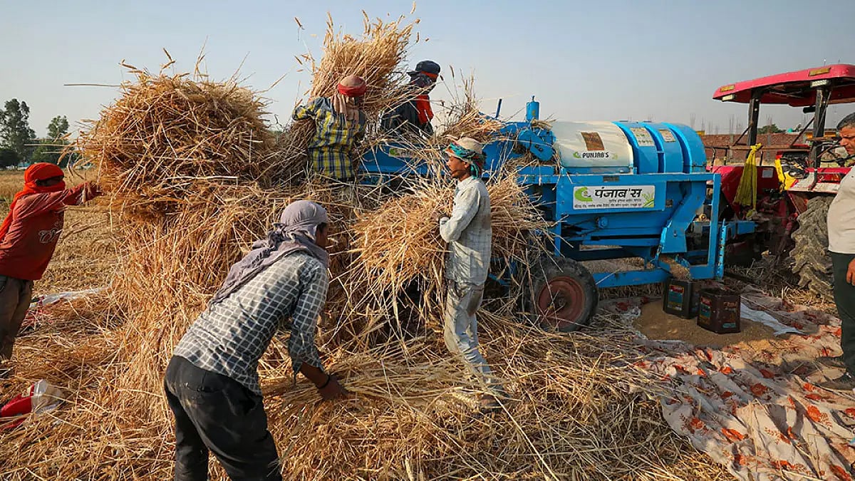 Govt Tightens Norms To Check Wheat Export By Traders