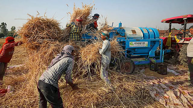 Govt Tightens Norms To Check Wheat Export By Traders