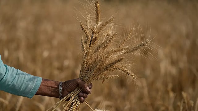 Wheat Prices May Come Down By Rs 5-6/Kg: Flour Millers On Govt Move To Sell Wheat In Open Market
