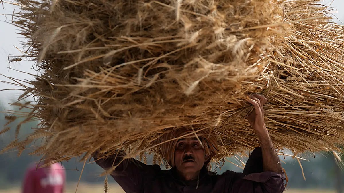 India wheat production