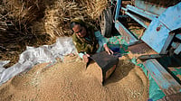 India wheat production