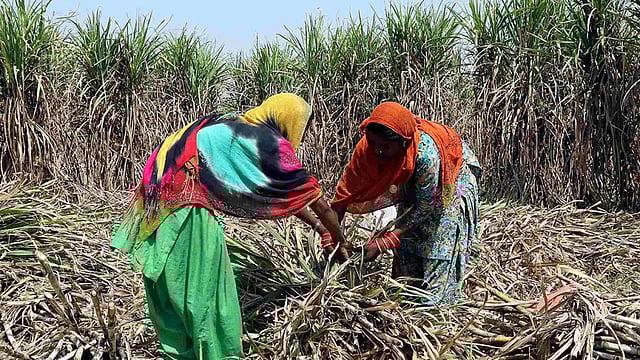 India Extends Curbs On Sugar Exports Beyond 31 October