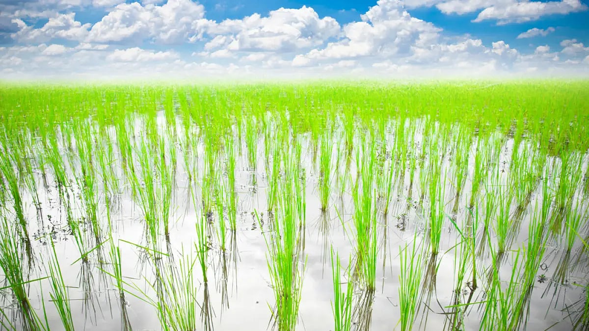 India’s rice exports jumped to $9.6 billion in FY22, up from $8.82 billion in FY21 and $6.4 billion 