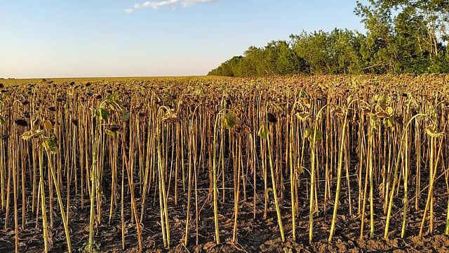 Climate Shocks, War Fuel Multiple Food Crisis: UN