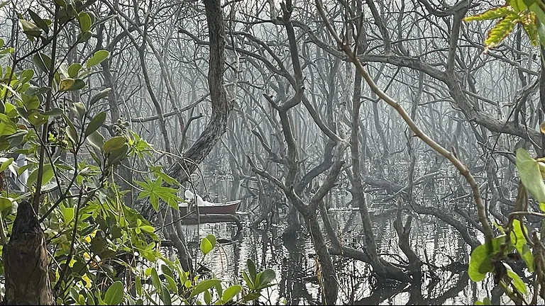 Mangroves in Sundarbans - null