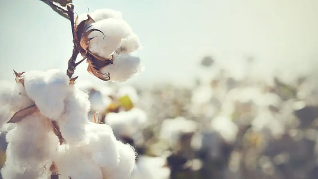 CAI Further Reduces Cotton Crop Estimate To 313 Lakh Bales For 2022-23 Season