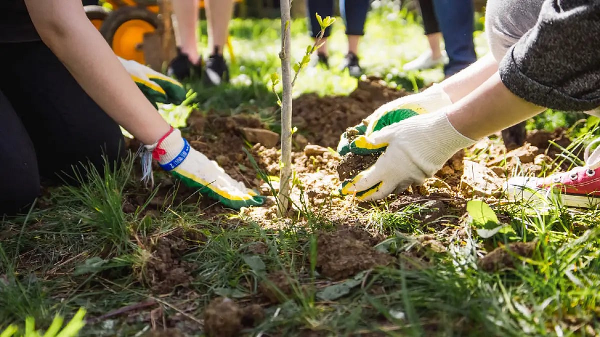 NGT Issues Notice on Plea Claiming Misuse of Forest Land Allotted for Afforestation