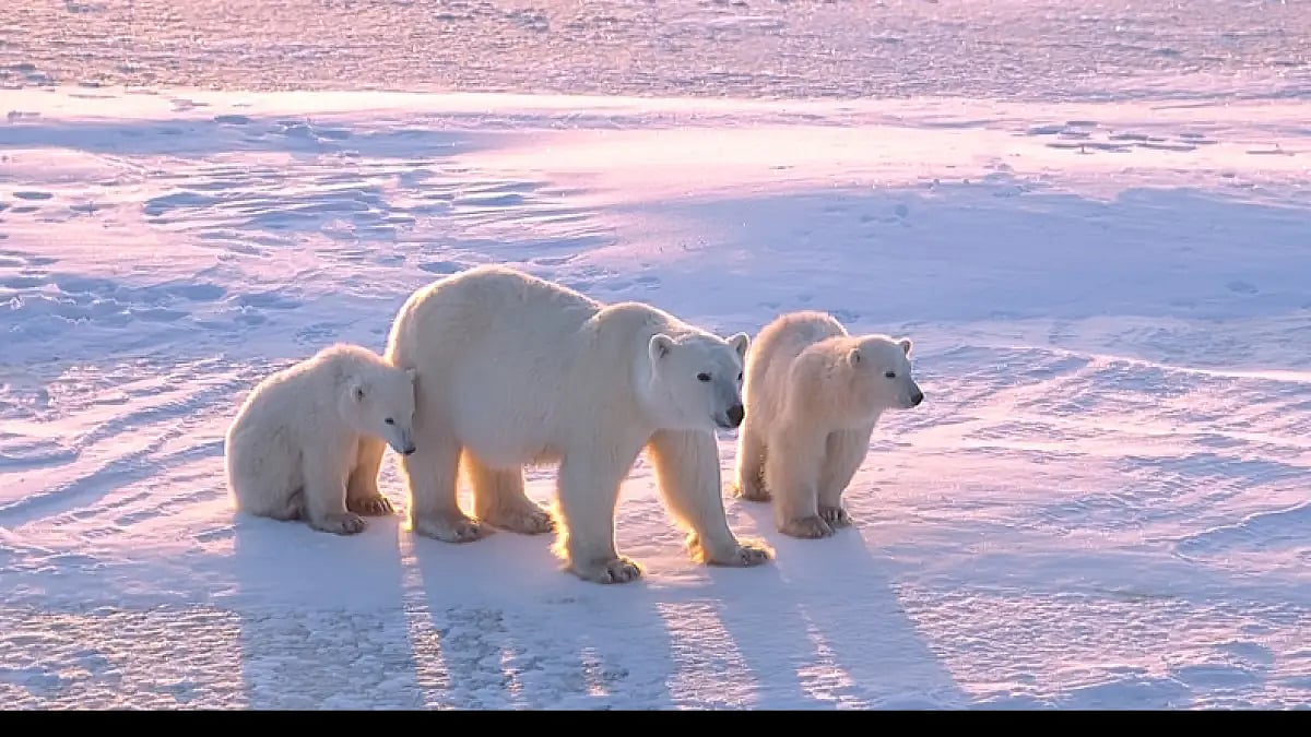 The U.S. has classified the once-abundant polar bear as threatened