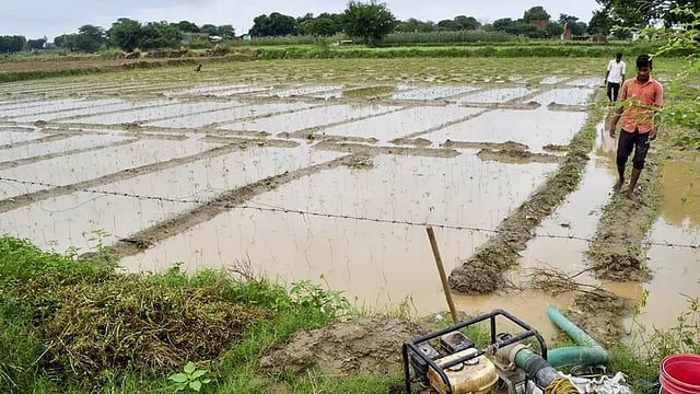 Need To Increase Production, Processing Of Millet: Minister Narendra Singh Tomar