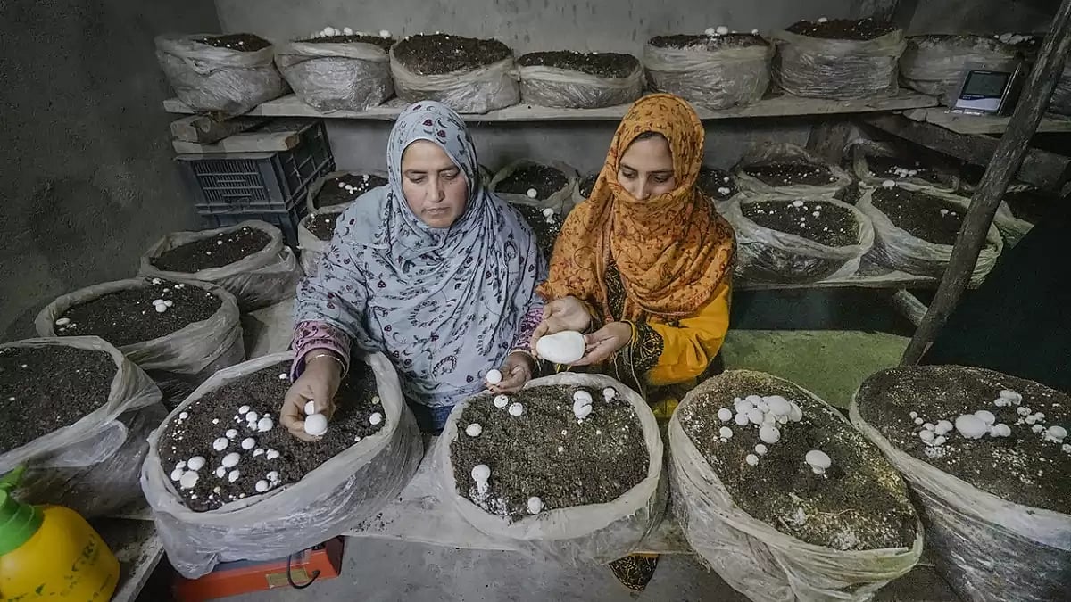Agriculture: Mushroom farming in Baramulla