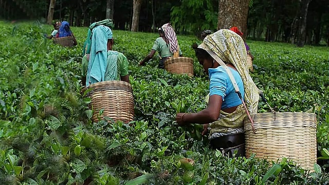 Celebrations To Mark 200 Years Of Assam Tea Underway