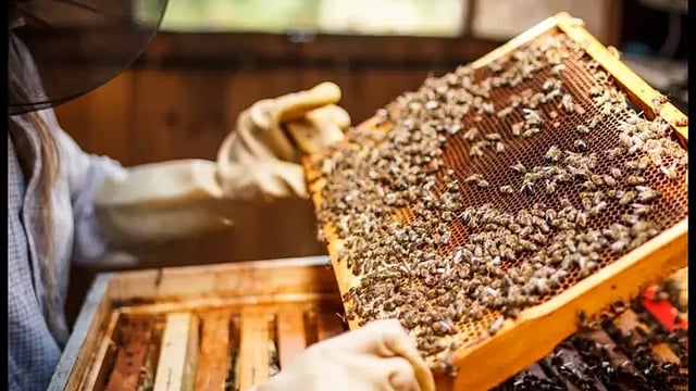 J&K Apiculture Sector Buzzes With Anticipation Of Big Boost To Beekeeping: Government Official