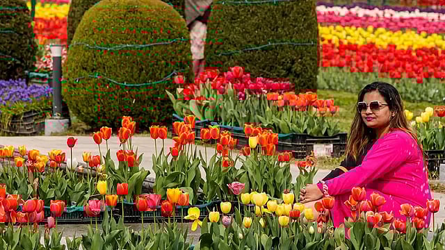 J&K: Record Number Of Tourists Visit Srinagar's Tulip Garden